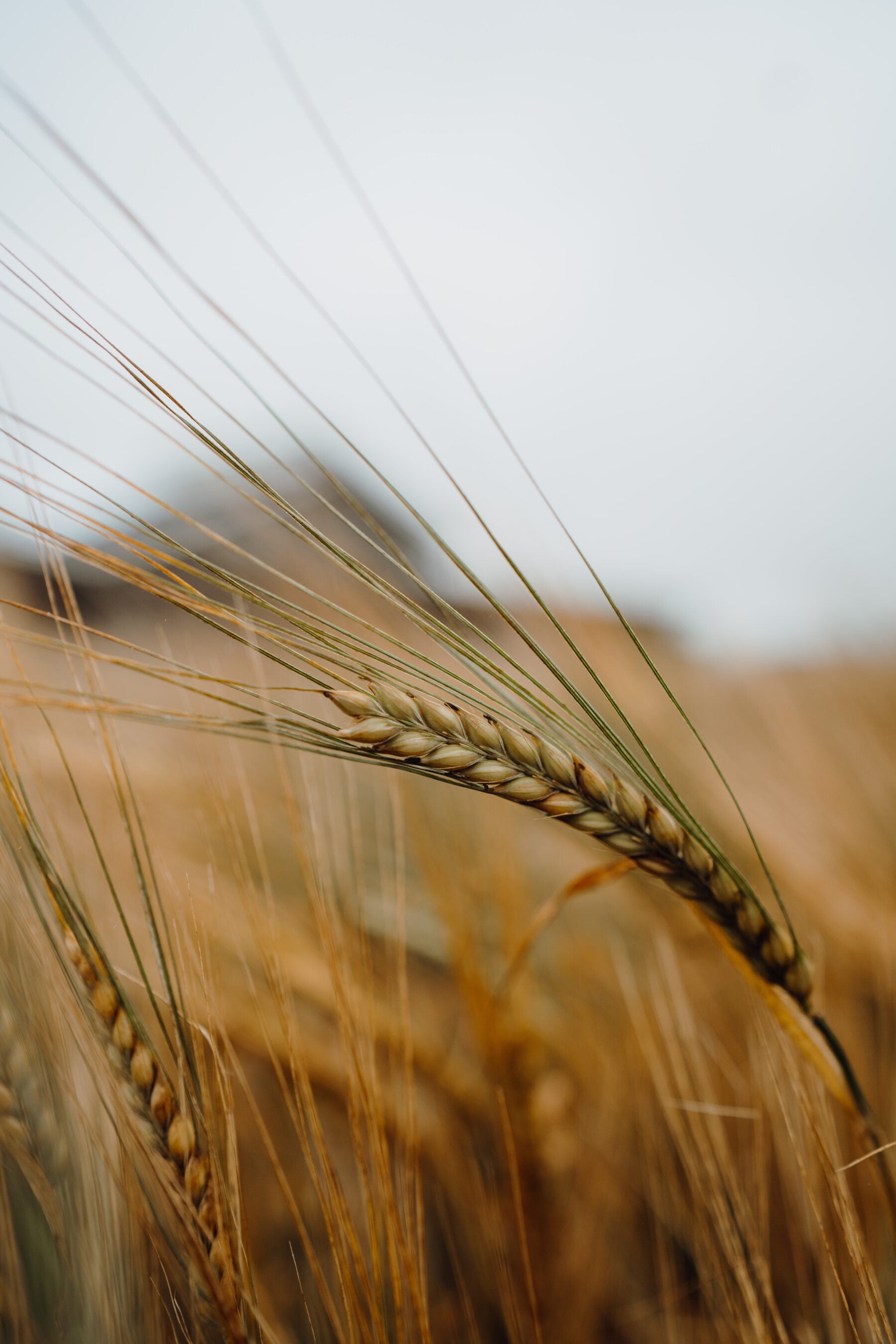 Tir – the Welsh origin whisky story