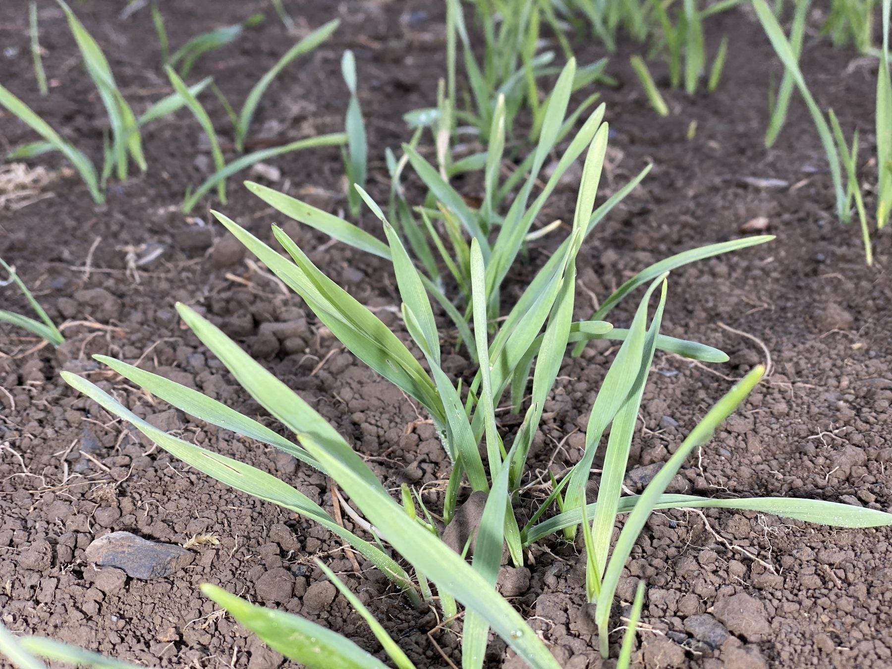Barley growing in a field in west Wales