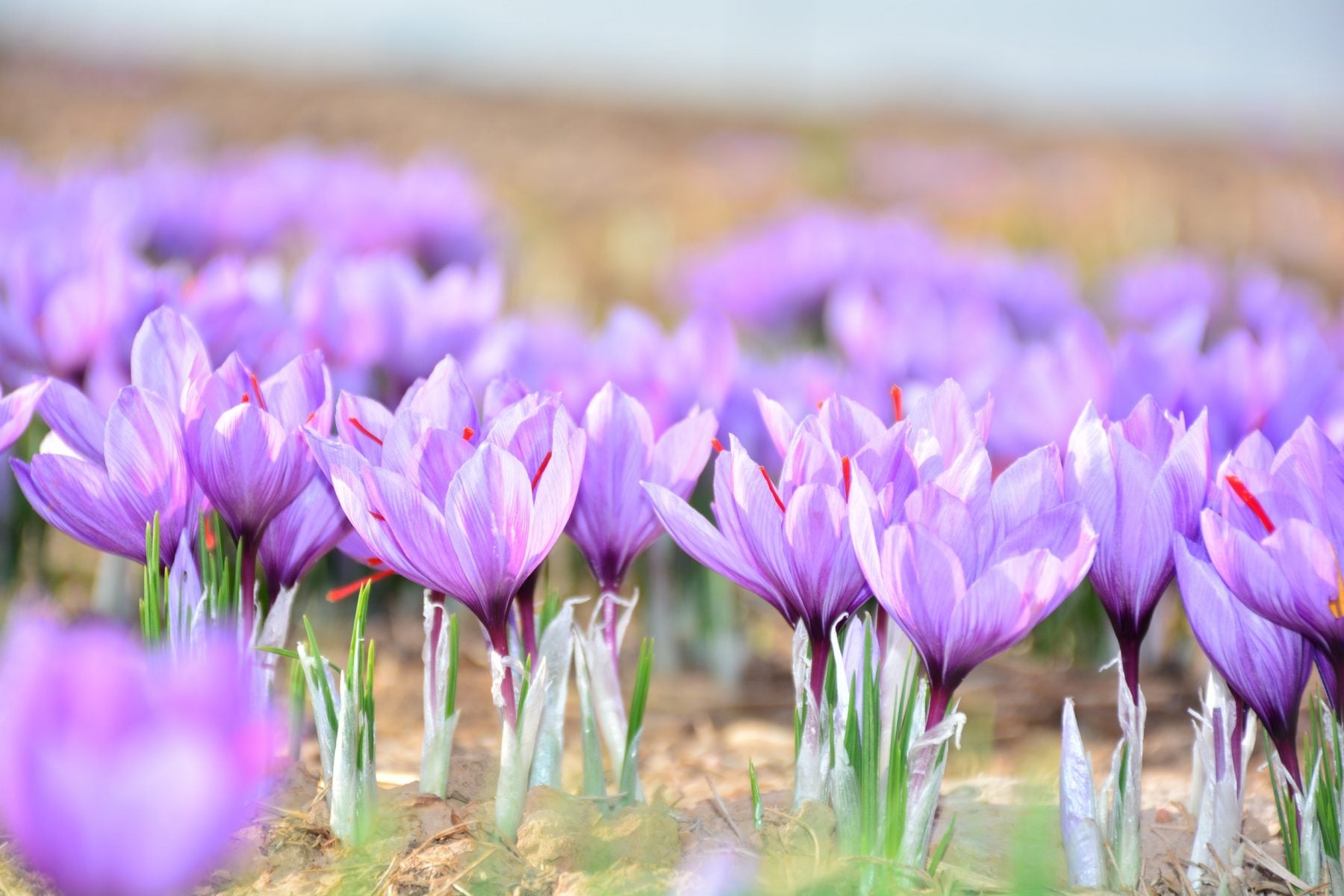 Saffron, used in Atlas Gold Bitters